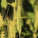 Farmland Frenzy: Investors Snatching Up Acreage as Food Prices Soar