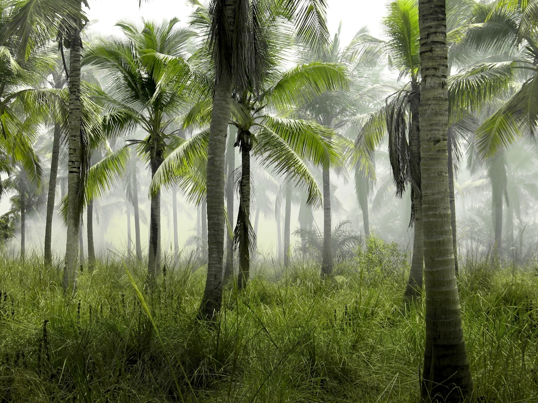 Digital Detox Cruises: Unplugging to Reconnect with Nature