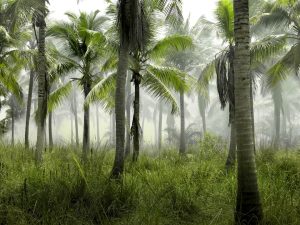 Digital Detox Cruises: Unplugging to Reconnect with Nature